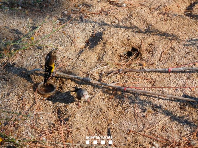 Denunciat a Marçà per capturar il·legalment ocells fringíl·lids