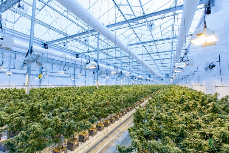 Cataluña intensifica su lucha contra la producción ilegal de marihuana